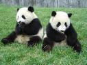 Giant Panda at Chengdu, China